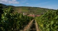 View to Barr in Alsace