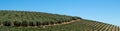 Vineyards at Tokara Wine Estate in the Simonsberg mountains, Stellenbosch, Cape Town, South Africa, taken on a clear day. Royalty Free Stock Photo