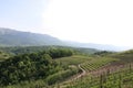 A view on a vineyards, valley and hills