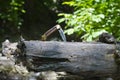 A buck knife half folded in the forest