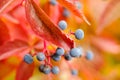 Virginia creeper detail Royalty Free Stock Photo