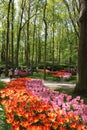 Tulips in woodland area, Keukenhof Gardens Holland