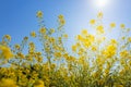 View of vivid yellow canola flower with sunshine flare and blue