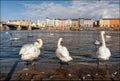 View of the Vltava. Swans in Prague.