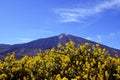 View of volcano El Teide with beautiful mountain flowers in the foreground.Mount Teide in spring.