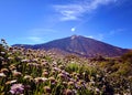 View of volcano El Teide with beautiful mountain flowers in the foreground.Mount Teide in spring.