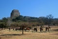 HORSES GRAZING WITH VOORTREKKER MONUMENT IN BACKGROUND