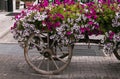 Wagon with beautiful petunia flowers , Livigno