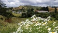 View of Waitomo valley in summer with wild flowers Royalty Free Stock Photo