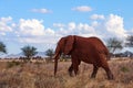 A view of a walking elephant with tusks and trunk. Dry grass on African safari with trees and herd of zebras in background, under