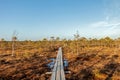 View from walking wooden trail in the swamp in Kemeri Great swamp moorland at sunny winter day with blue sky, Latvia, Baltics, Royalty Free Stock Photo