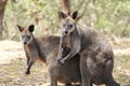 View of wallabies resting in a park in Adelaide, Australia