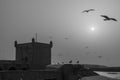 Walls, with seagulls, in Essaouira