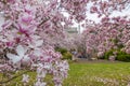 Washington Monument and spring blossom from The Moongate Garden, Washington DC Royalty Free Stock Photo