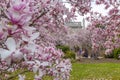 Washington Monument and spring blossom from The Moongate Garden, Washington DC Royalty Free Stock Photo