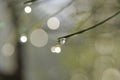 View of the water drop on the grass and bokeh lights Royalty Free Stock Photo