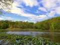 The view of the water plants and trees at Folley Pond by Banning Park, Wilmington, Delaware, U.S.A Royalty Free Stock Photo
