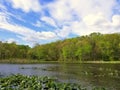 The view of the water plants and trees at Folley Pond by Banning Park, Wilmington, Delaware, U.S.A Royalty Free Stock Photo