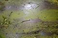 View of the water surface of the swamp with green mud. Royalty Free Stock Photo