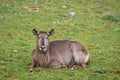 View of waterbuck resting on green grass Royalty Free Stock Photo