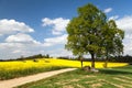 View of way between rapeseed field and lime tree Royalty Free Stock Photo