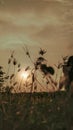 the view of the weeds accompanied by a beautiful sunset Royalty Free Stock Photo