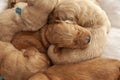 View of a week old litter of golden retriever siblings Royalty Free Stock Photo