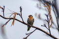 View of welcome swallow bird