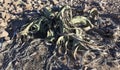 View of welwitschia mirabilis plant Royalty Free Stock Photo
