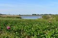 View of West Pond at Jamaica Bay Wildlife Refuge in New York Royalty Free Stock Photo