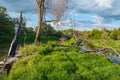 View of Western Bug River bed with split into two parts and island with dead dry trees in middle against blue sky with dark clouds Royalty Free Stock Photo