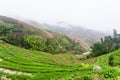 view of wet terraced rice fields under clouds Royalty Free Stock Photo