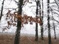 View through the wet window on the trees in autumn rainy weather Royalty Free Stock Photo