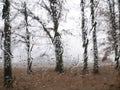 View through the wet window on the trees in autumn rainy weather Royalty Free Stock Photo