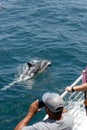 whale watchers and common dolphins Royalty Free Stock Photo