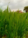 View of wheat crop growing in the field. Royalty Free Stock Photo