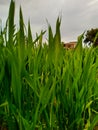 View of wheat crop growing in the field. Royalty Free Stock Photo