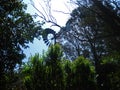 VIEW OF THE WHEEL OF A WINDMILL BEYOND TALL TREES AND GREEN VEGETATION