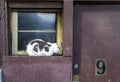 View of a white and black-furred cat on the wooden framed window with a number 9 mark on the door