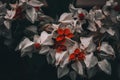 View of white bleeding heart vine plant clerodendrum thomsoniae. Selective focus Royalty Free Stock Photo
