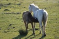 Brown foal nursing from mom wild white horse. natural park of Albufera, Mallora, Spain Royalty Free Stock Photo