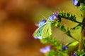 White butterfly on a purple and green flower in the garden