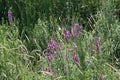 View of a white butterfly and purple looseleaf in Wilmington, Delaware