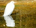 View of a cattle egret standing in the water, Bubulcus ibis Royalty Free Stock Photo