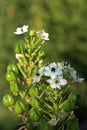 CHINCHERINCHEE FLOWERS ON A STALK WITH DEVELOPING SEEDS