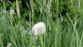 View of white dandelion swaying and flying away with windflaw.