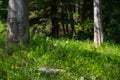 White dandelions green field and trees in a summer forest