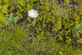 View of white flower tulip on green background. Royalty Free Stock Photo