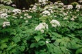 A view of a white-flowered meadow of Aegopodium podagraria L. from the apiales family, commonly referred to as earthen elder, Royalty Free Stock Photo