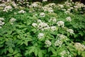 A view of a white-flowered meadow of Aegopodium podagraria L. from the apiales family, commonly referred to as earthen elder, Royalty Free Stock Photo